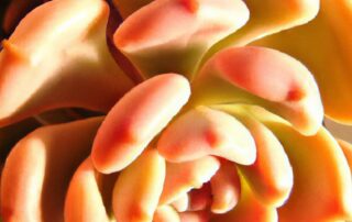 Growing Succulents Indoors: Care and Maintenance Tips