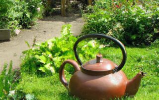 Growing Your Own Tea Garden: Herbs and Plants to Cultivate
