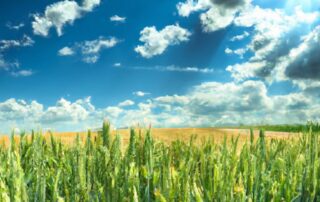 The Growth of Agritech and Its Impact on Farming