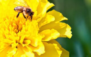 The Best Flowers for Attracting Bees to Your Garden