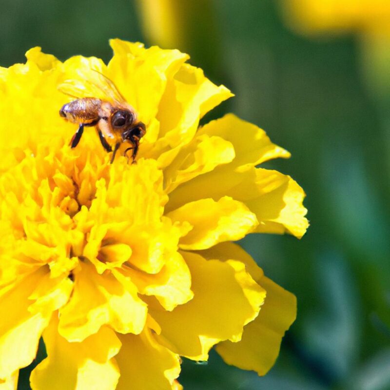 The Best Flowers for Attracting Bees to Your Garden Bundle Post