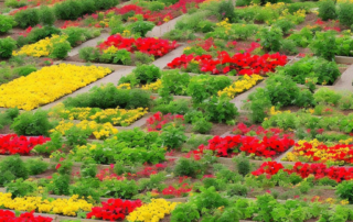 Growing a Successful Vegetable Garden in Containers