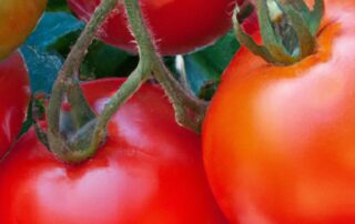 Tips for Growing Healthy and Productive Tomatoes