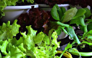 Growing Your Own Salad Garden: Fresh Greens at Your Fingertips
