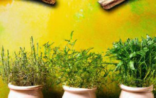 How to Harvest and Preserve Your Garden Herbs