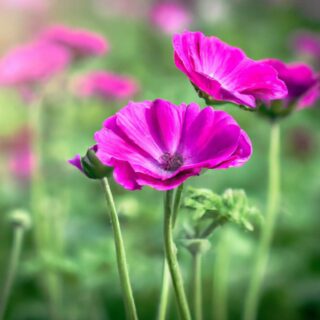 Beautiful Plants for a Cottage Garden