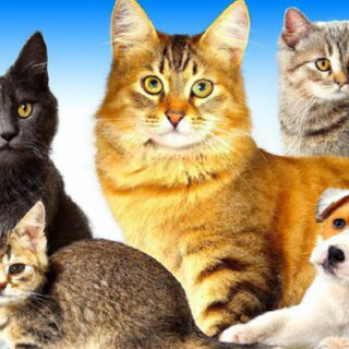 Tips for Traveling with Pets: A Stress-Free Guide
