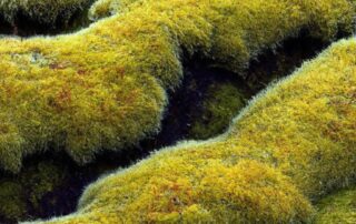 Incorporating Moss into Your Garden Design: Beauty and Benefits