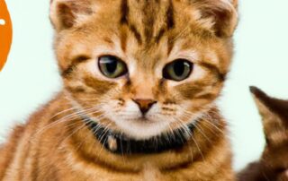 Essential First-Time Pet Owner Tips for a Happy, Healthy Pet