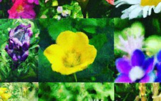 10 Easy-to-Grow Medicinal Herbs for Your Garden